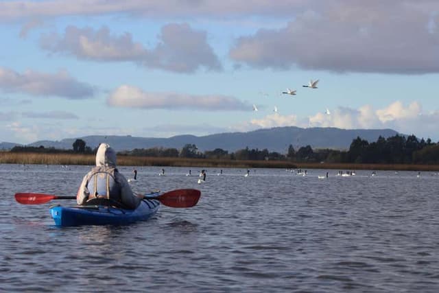 Kayaing Tour in The Valdivia River