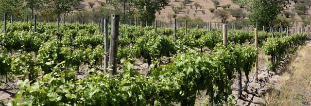 Casablanca Valley Winery Tour