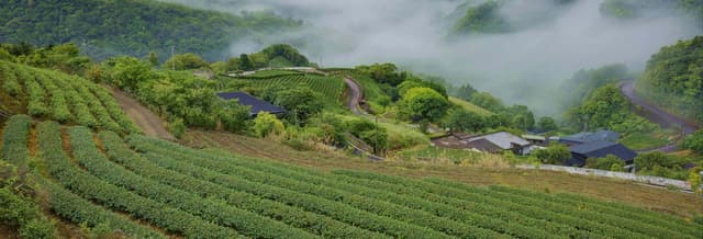 Pinglin & Elephant Mountain Tour