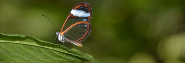 Manizales Birdwatching & Flower Tour
