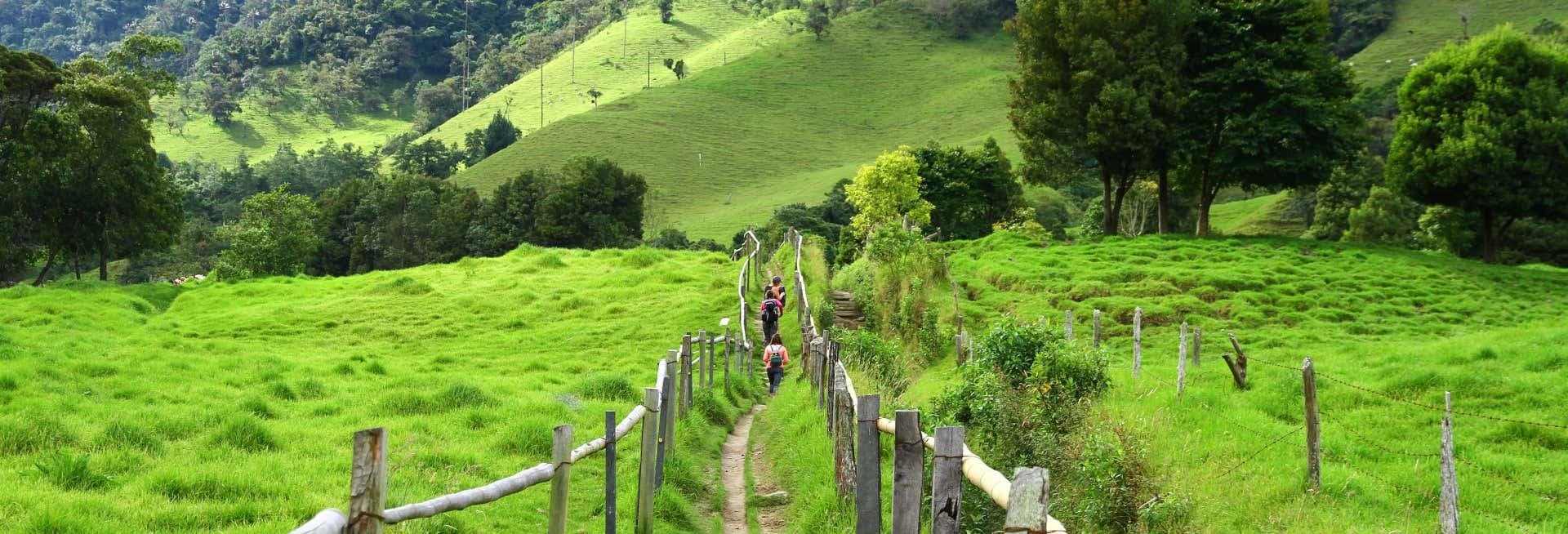 Cocora Valley Tour - Salento