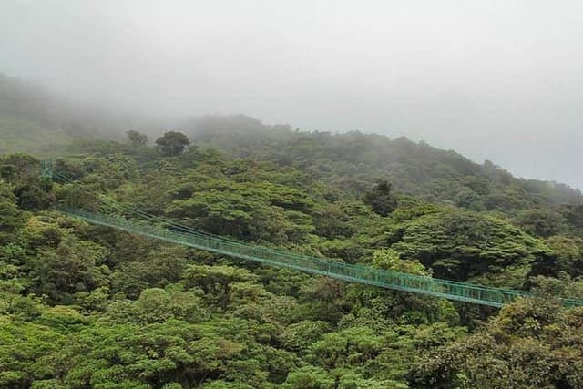Monteverde Cloud Forest Suspension Bridges Tour