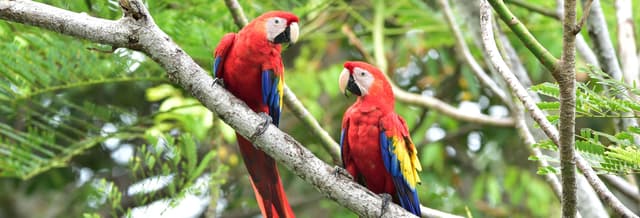 Corcovado National Park Day Trip