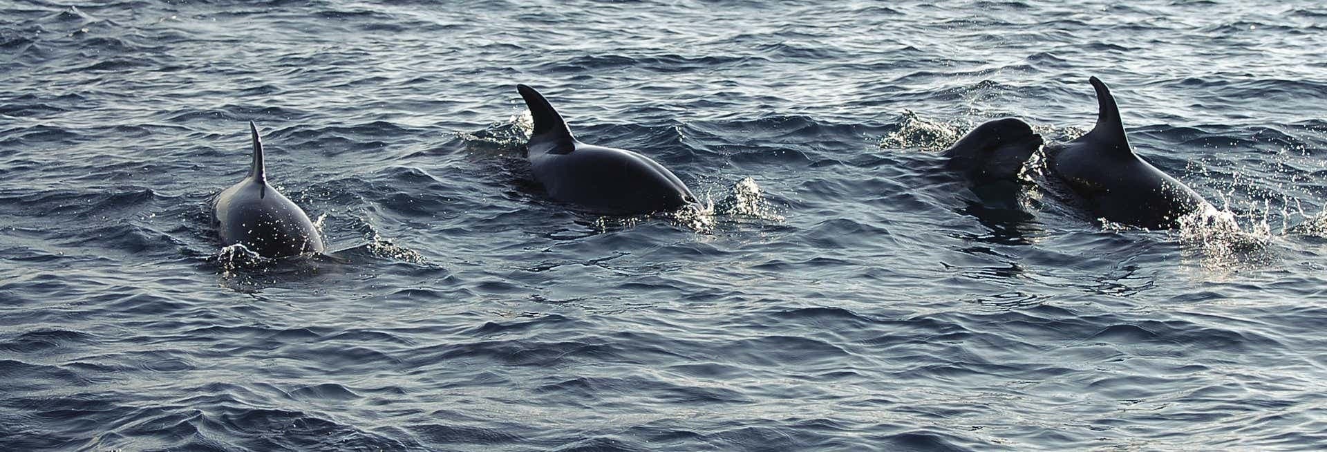 Best Dolphin Watching Tours in Puerto El Morro, Ecuador