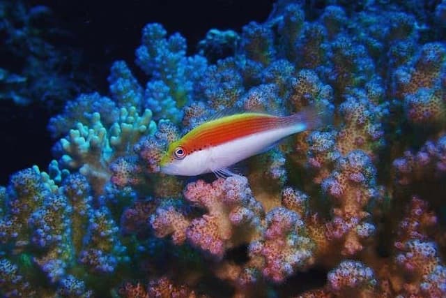 Snorkeling in Marsa Mubarak