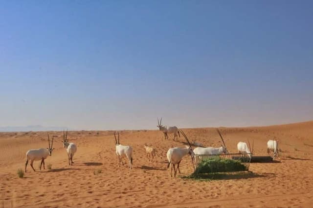 Day Trip to Ajman Desert