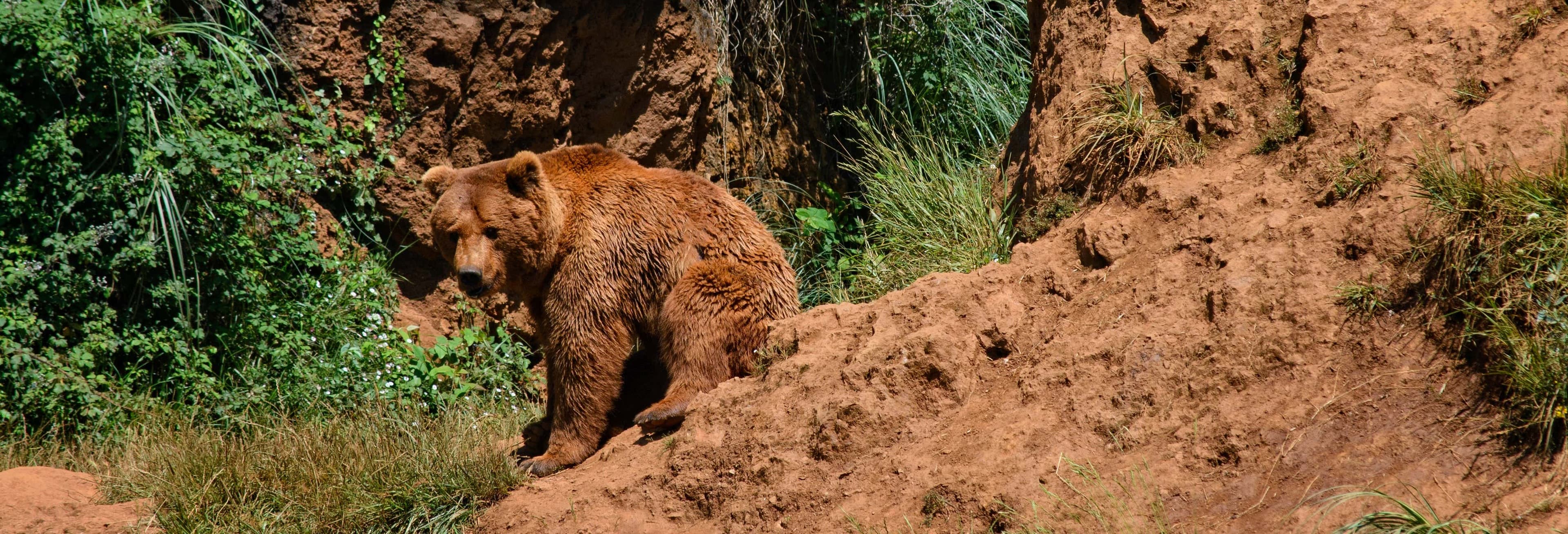 Cabárceno Nature Park: The Ultimate Santander Safari