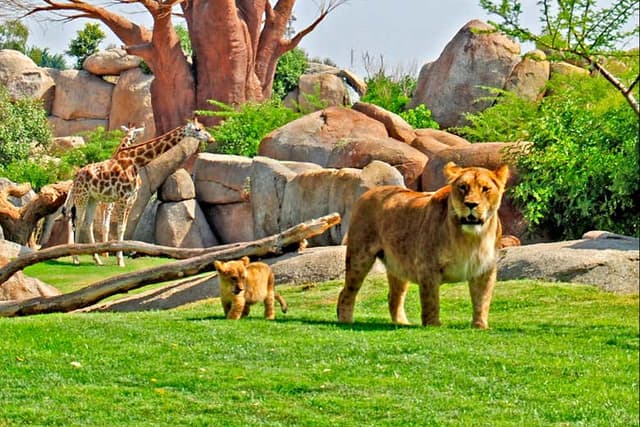 Bioparc Valencia Ticket