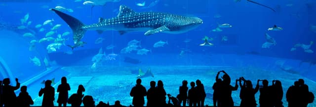Georgia Aquarium Tickets