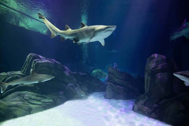 Georgia Aquarium Tickets