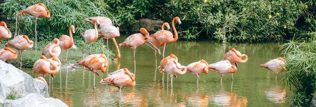 Flamingo Gardens Tickets