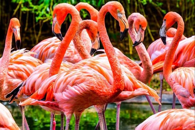 Flamingo Gardens Tickets