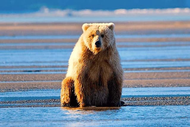 Clark Lake Plane Trip from Kenai + Bear Watching
