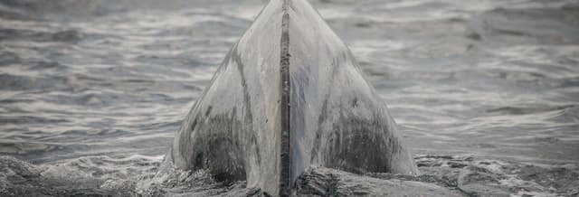 Los Angeles Whale Watching