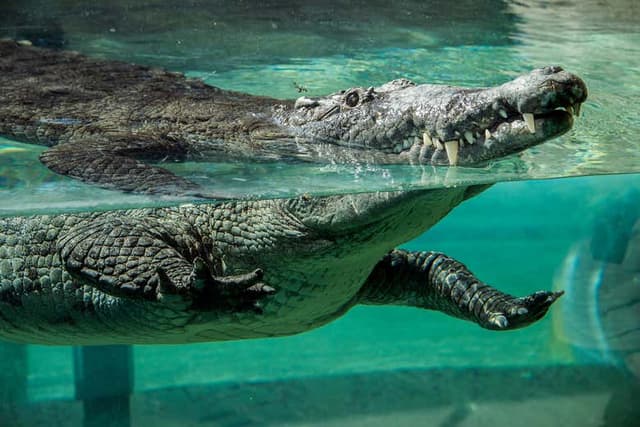 Zoo Miami Tickets