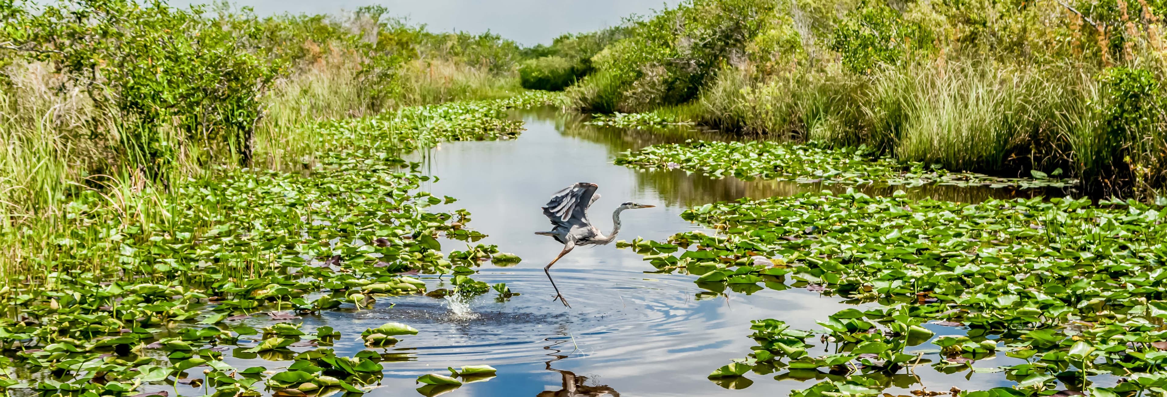 Orlando Everglades Airboat Tour & Wildlife Adventure