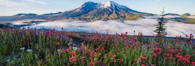 Mount St. Helens Day Trip