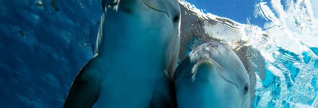 Clearwater Marine Aquarium Ticket