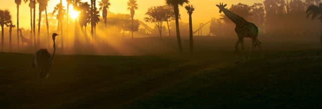 Busch Gardens Tampa Bay Ticket