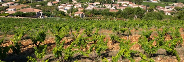 Châteauneuf du Pape Day Trip