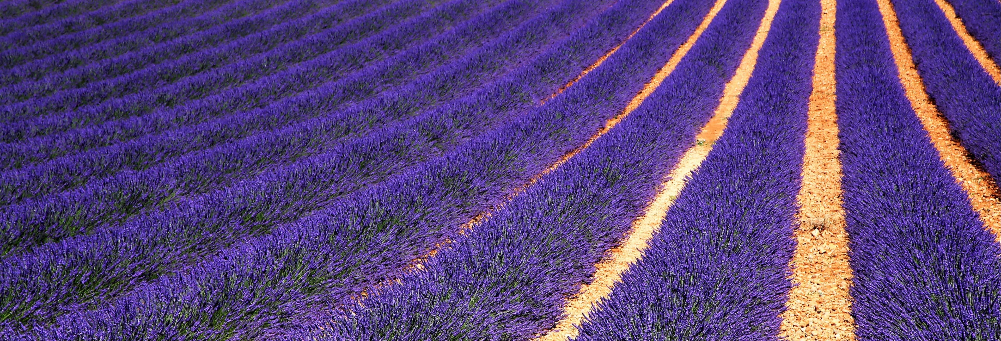 Best Sault Lavender Fields Tour from Avignon
