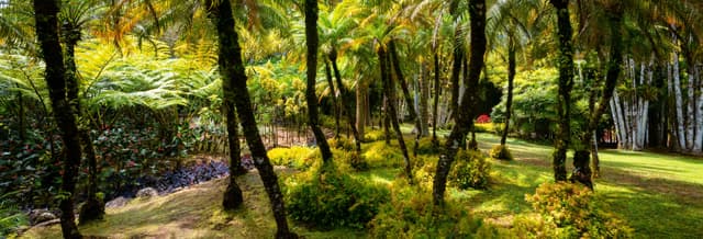 Transport to Balata Botanical Garden