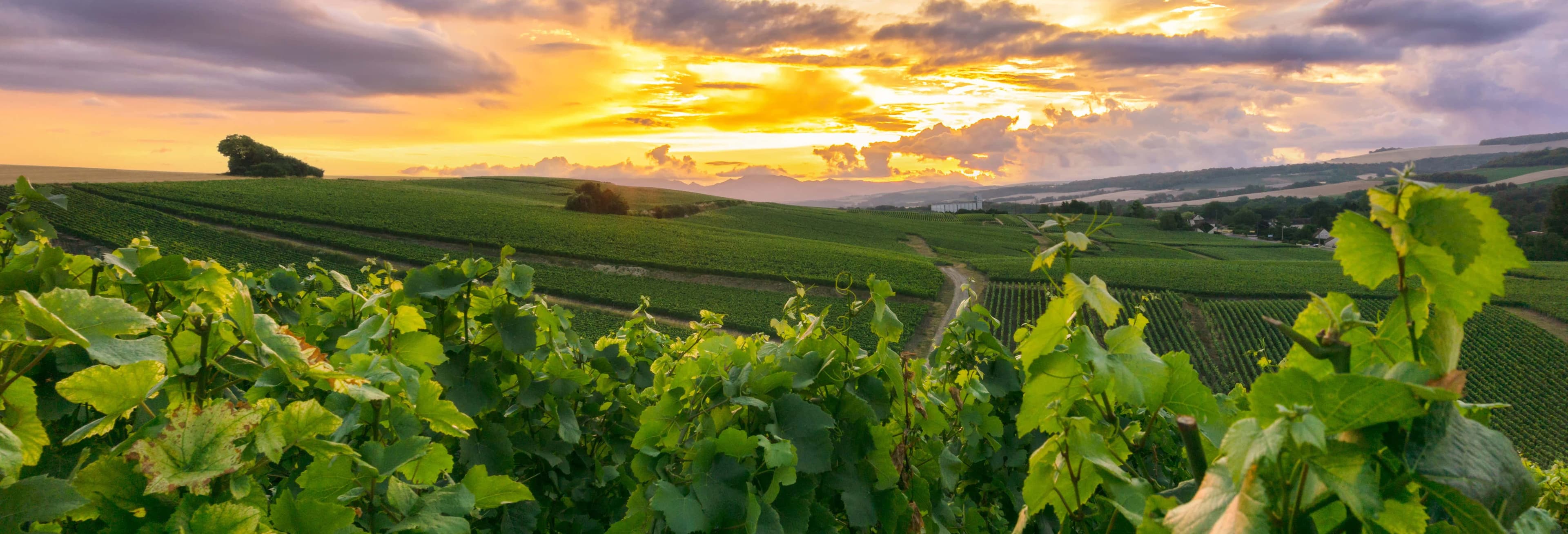 Reims Champagne Tour