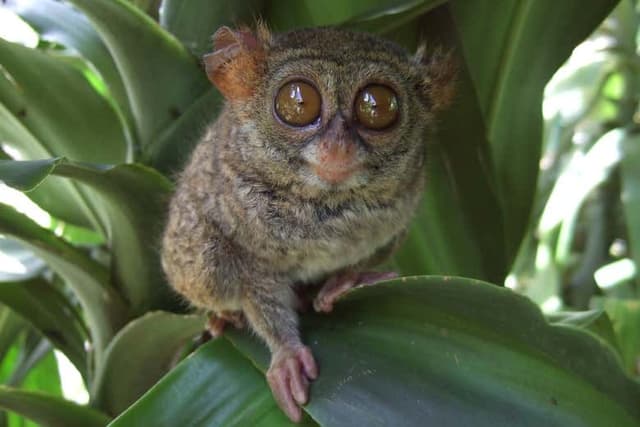 Tangkoko Nature Reserve: 3 Day Private Tour