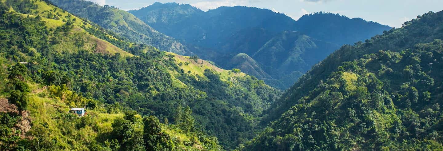 Authentic Jamaican Coffee Experience: Blue Mountain Tours