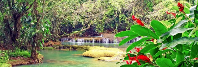 Black River & YS Falls Day Trip