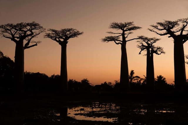 The Avenue of Baobabs Sunset Tour