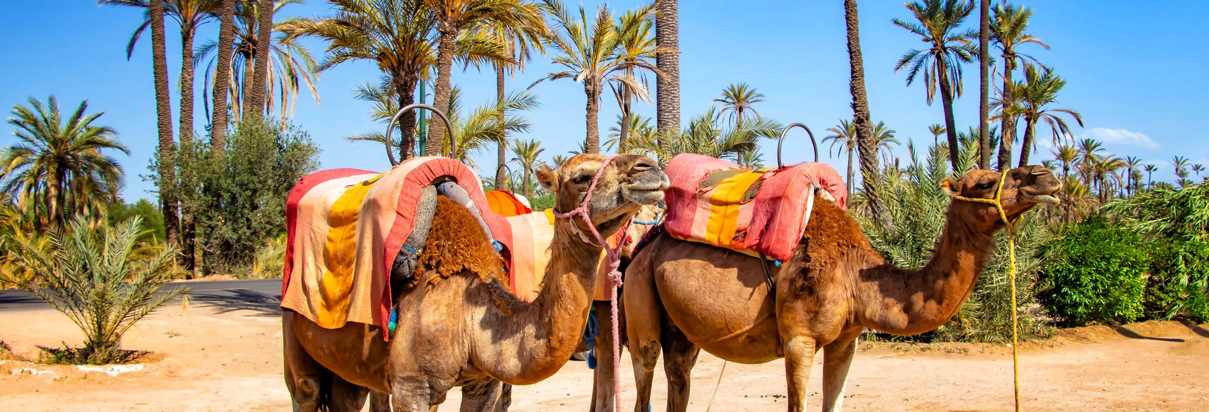 Authentic Marrakech Camel Trek: Palmeraie Oasis Adventure