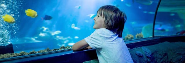 Inbursa Aquarium Tickets + Transport