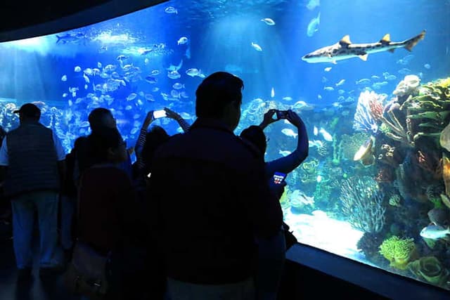 Inbursa Aquarium Ticket