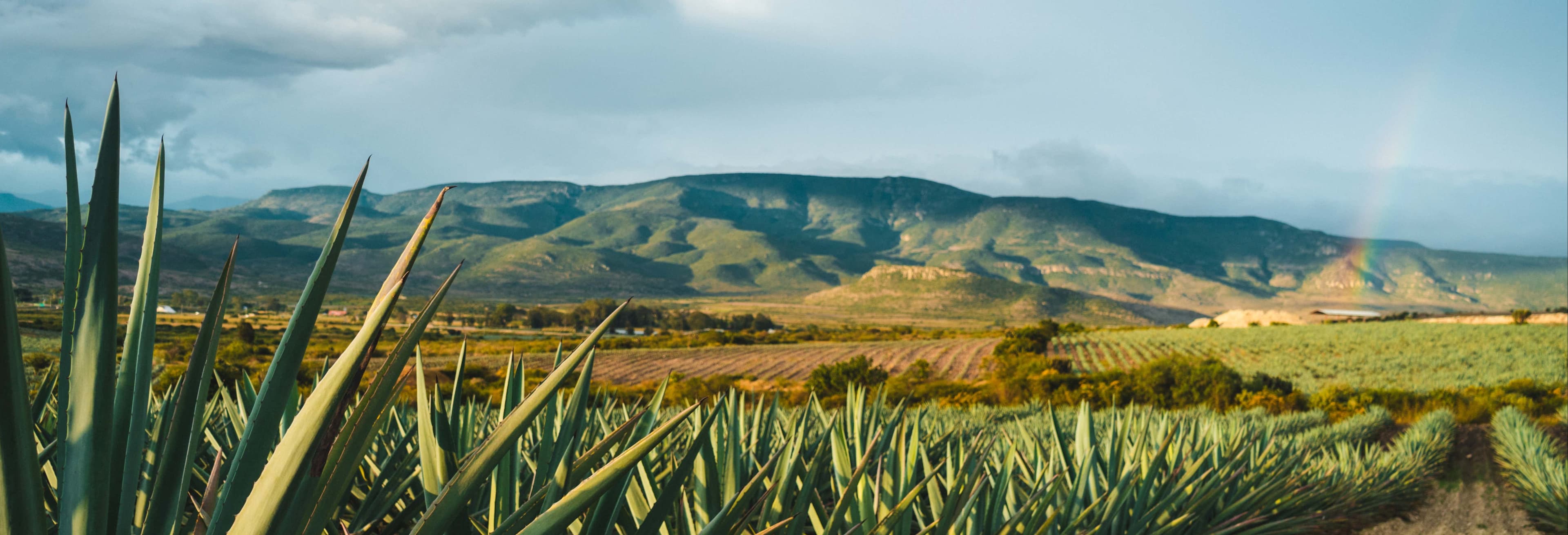 Authentic Tequila Tasting & Distillery Tours in Guadalajara