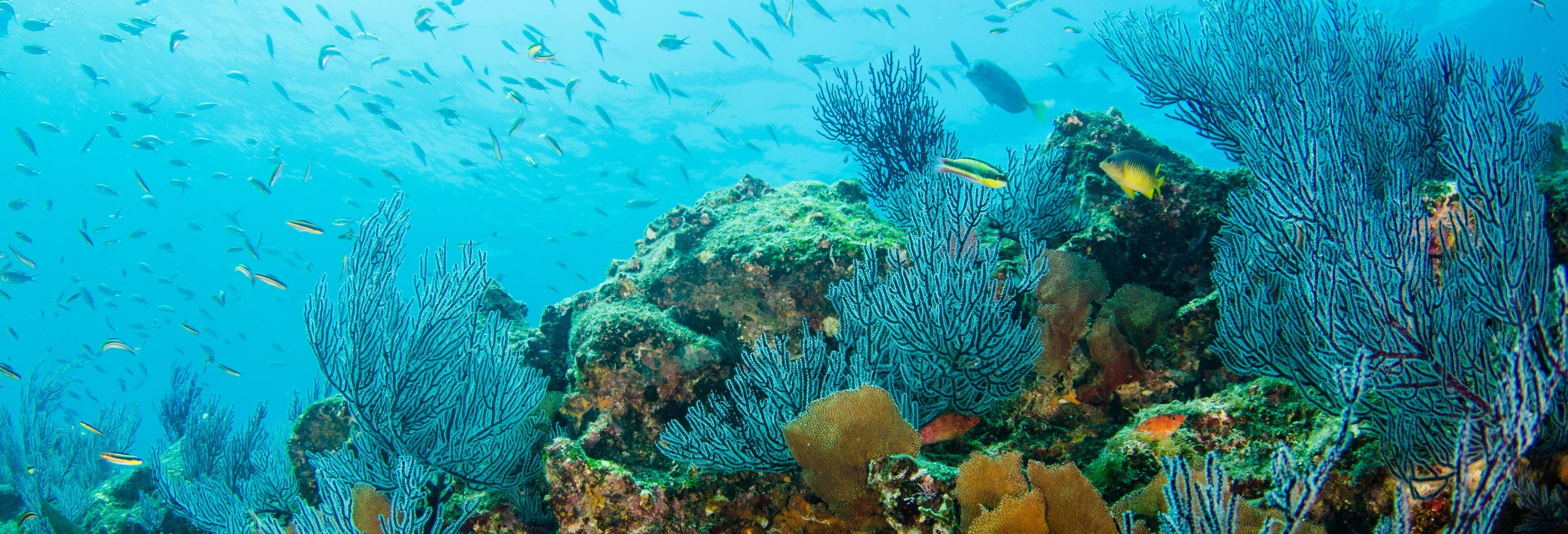 Los Cabos Snorkeling Tour