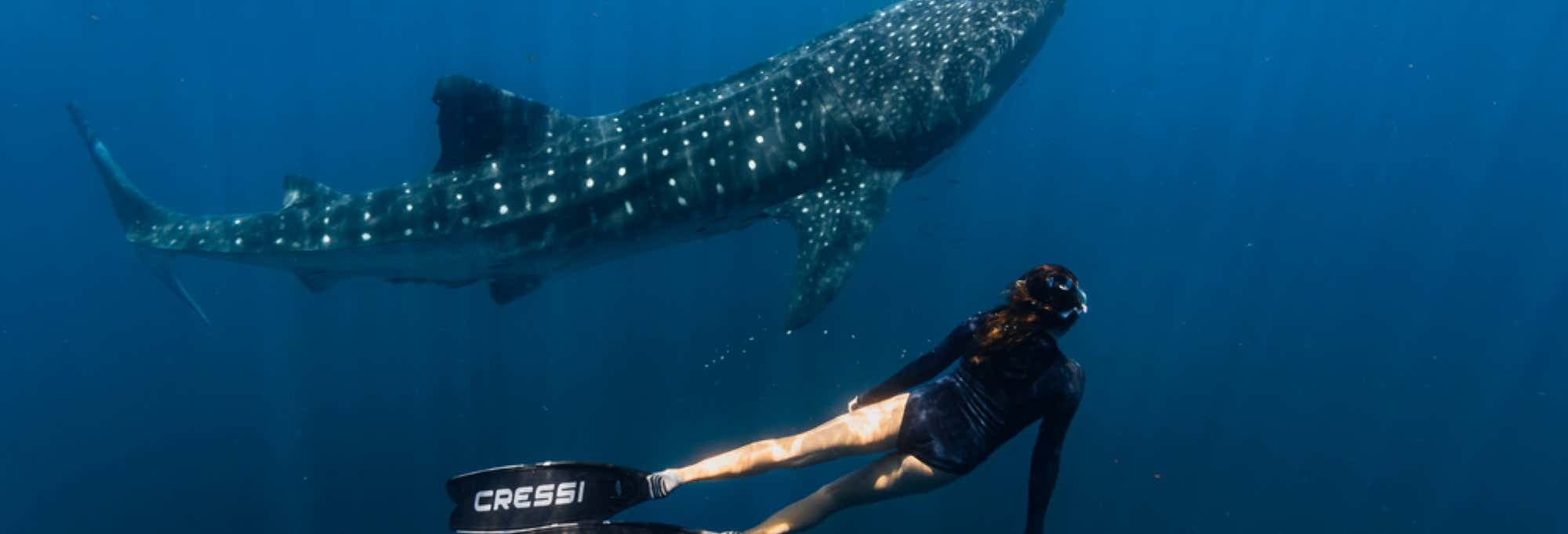 Los Cabos Whale Watching