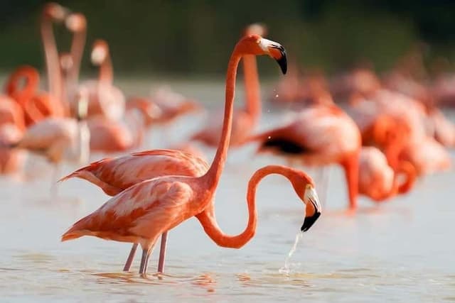 Sisal & Celestún Tour