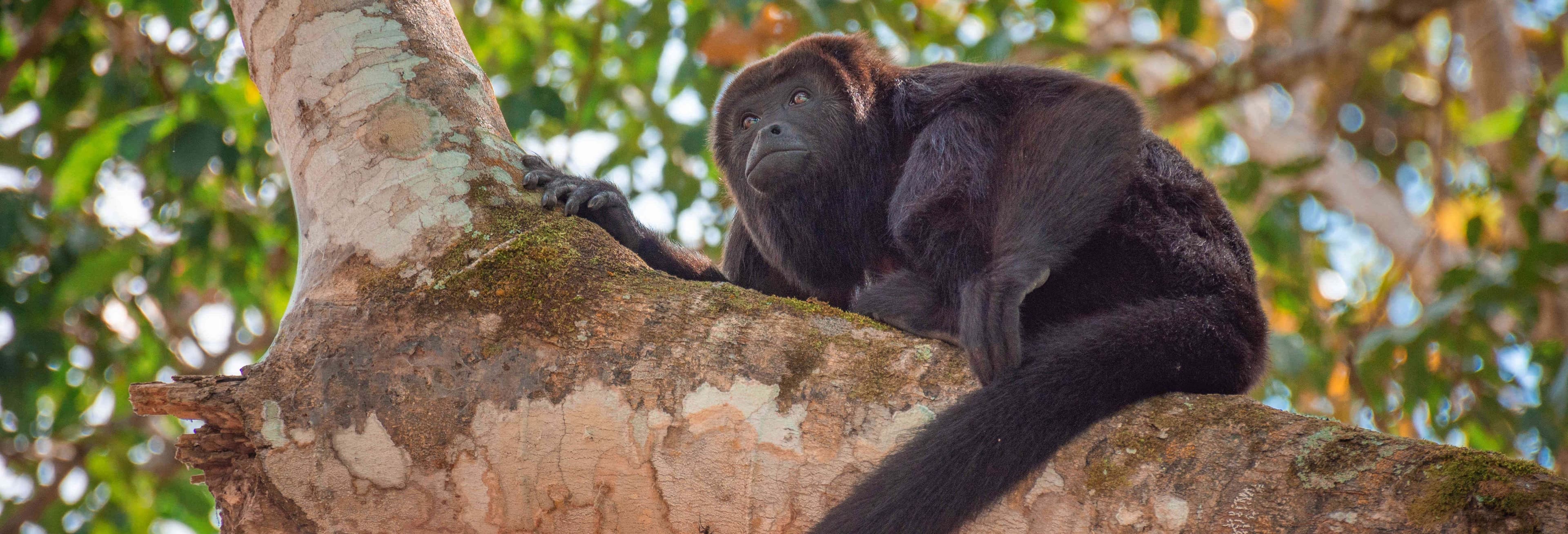 Epic Lacandon Jungle Trek: Palenque Adventure Awaits