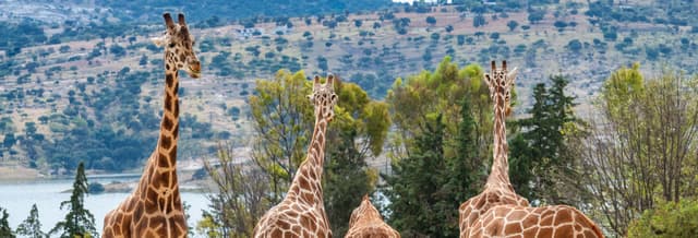 Africam Safari Park Trip