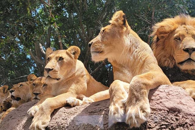 Africam Safari Park Trip