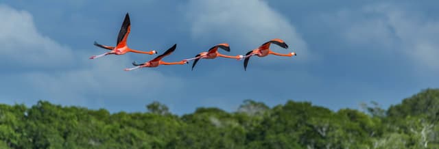Birdwatching in Rio Lagartos