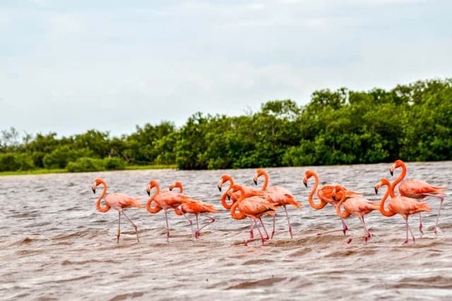 Birdwatching in Rio Lagartos