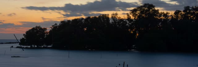 Mangroves Night Cruise