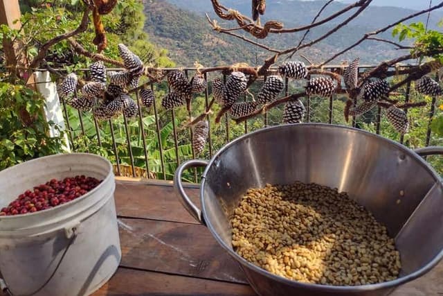 Organic Coffee Farm Tour