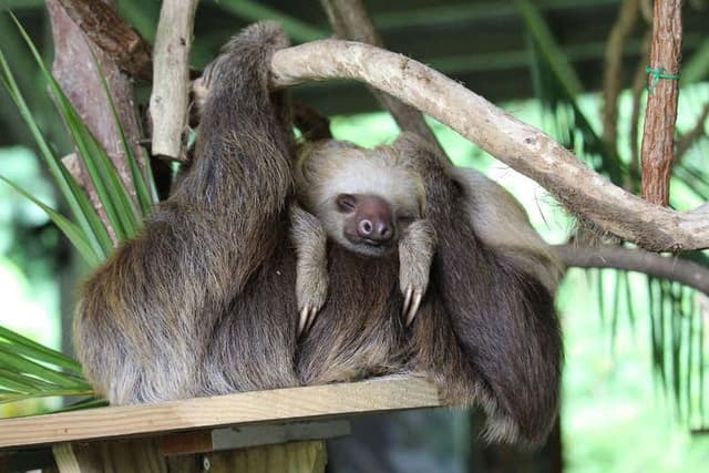 Excursion to Soberania National Park and Sloth Sanctuary