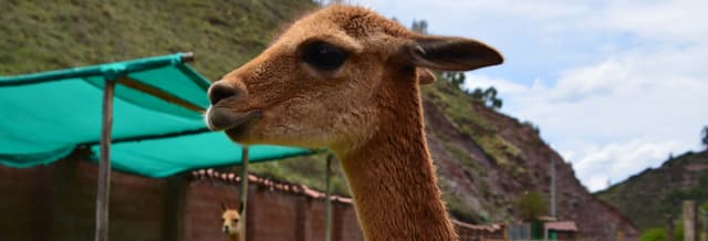 Cochahuasi Animal Sanctuary Day Trip