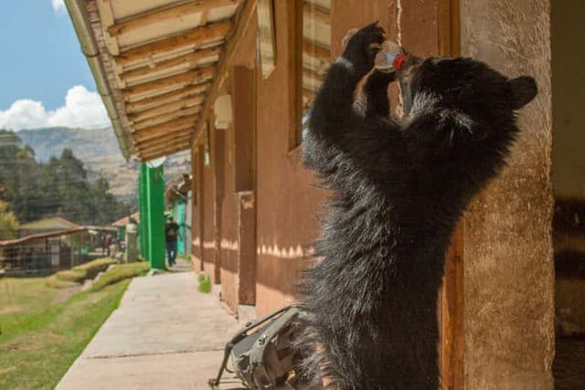 Cochahuasi Animal Sanctuary Day Trip