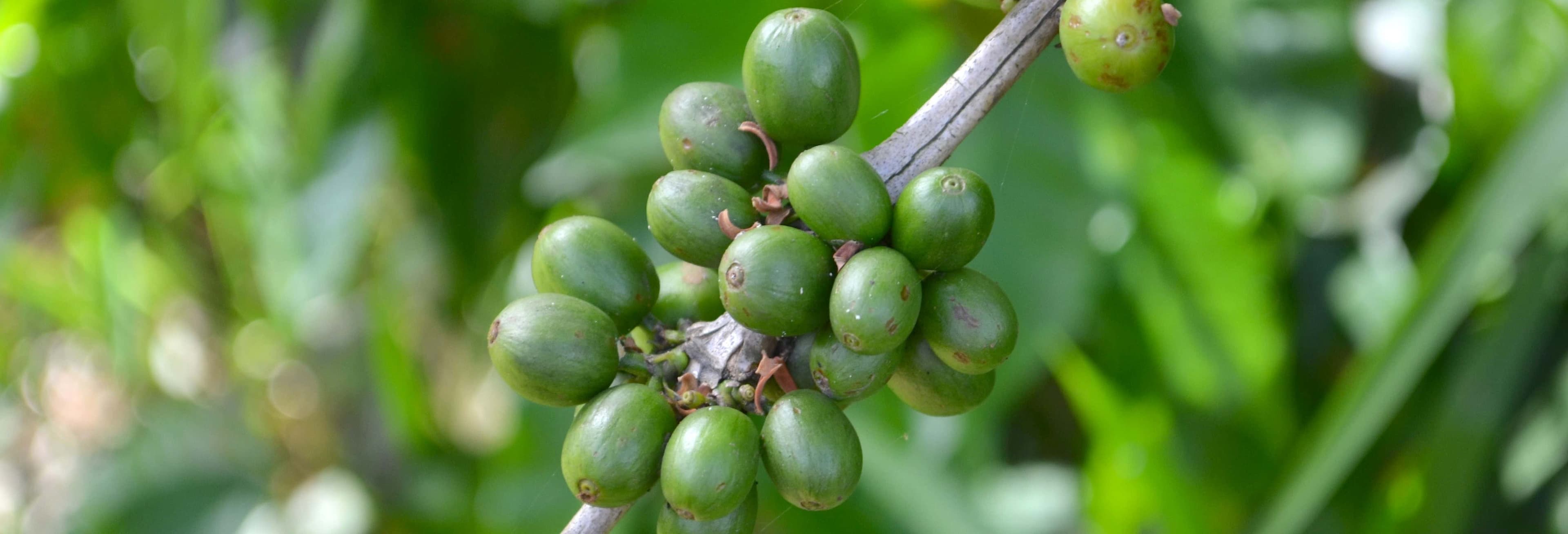 Best Coffee Route Tours in Cusco