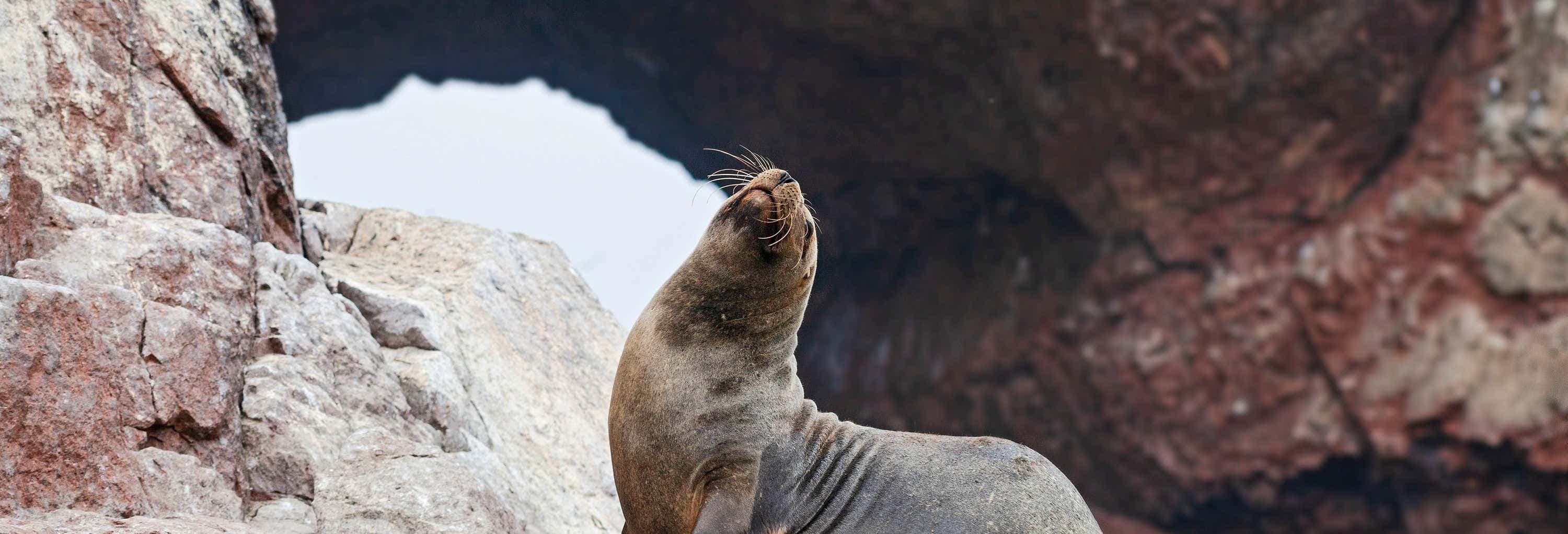 Ica & Paracas Tour